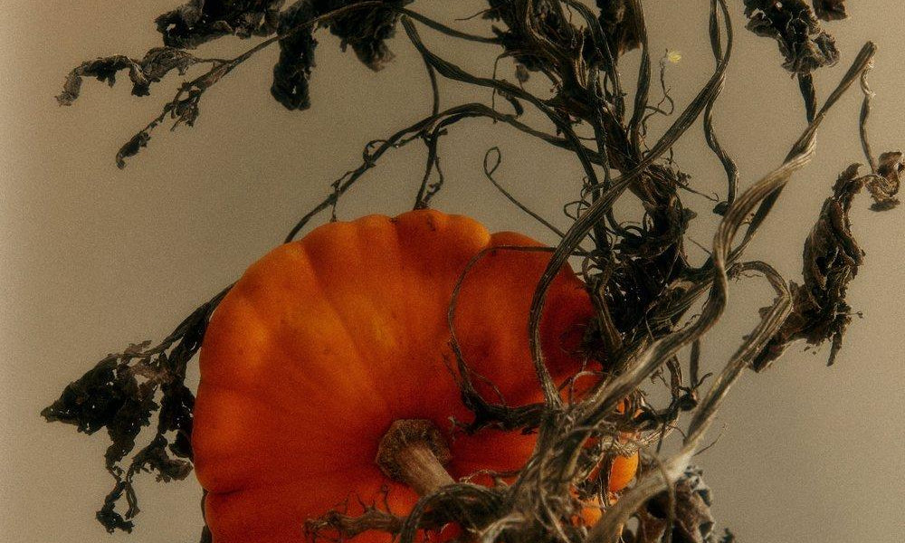 Embrace Fall with Pumpkin and Olive Oil Creations