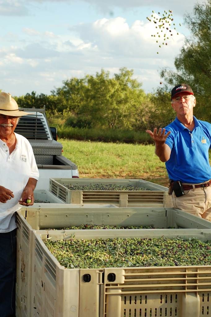 Get To Know Your Olive Farmers