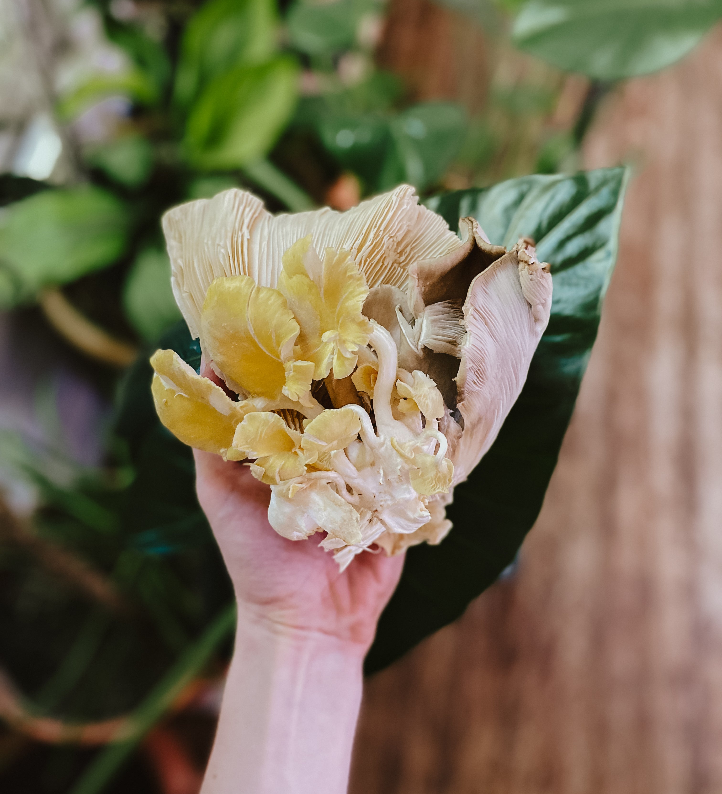 How Mushrooms Can Effect Waste, Soil and Closed Loop Systems