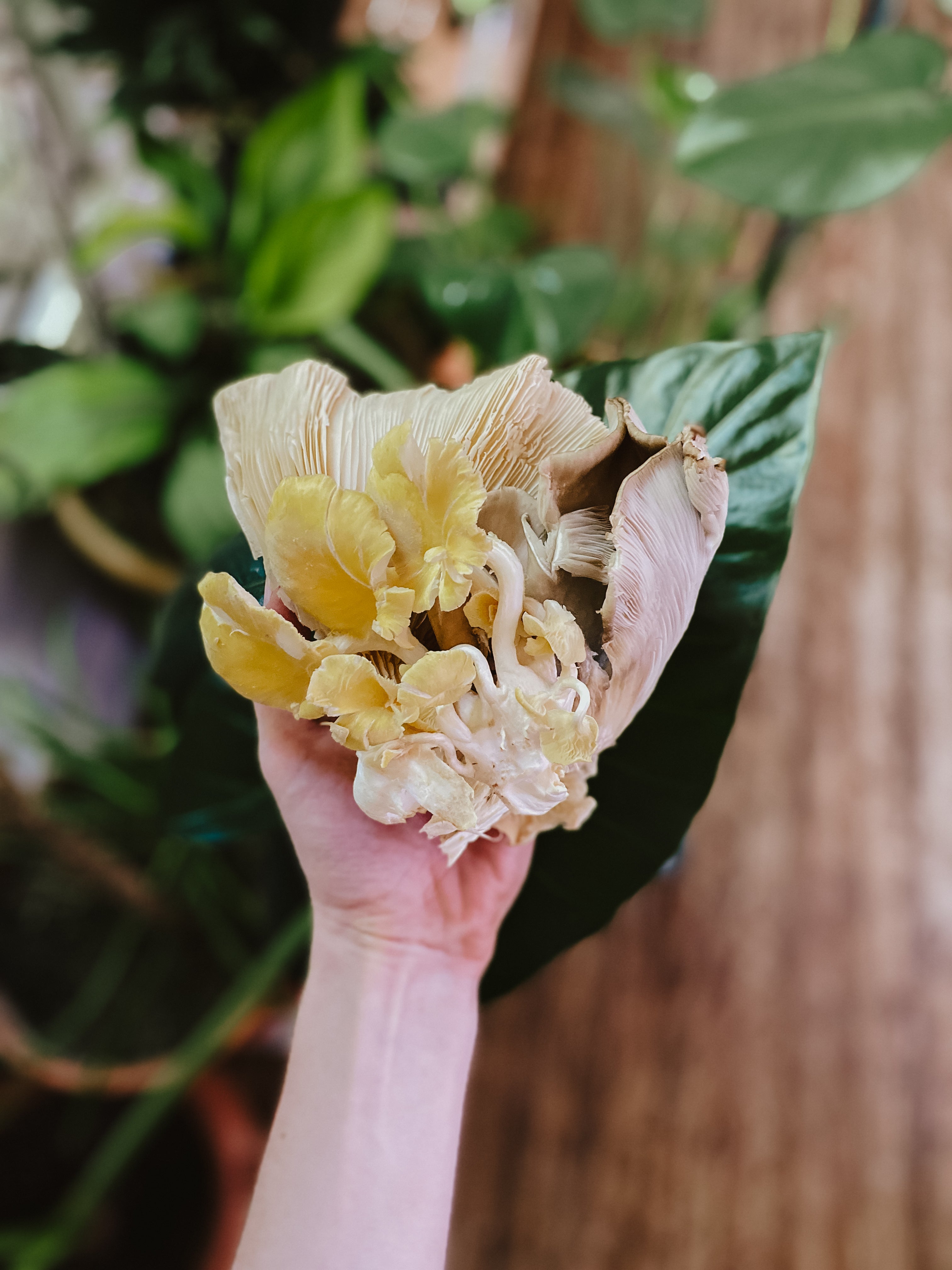 How Mushrooms Can Effect Waste, Soil and Closed Loop Systems