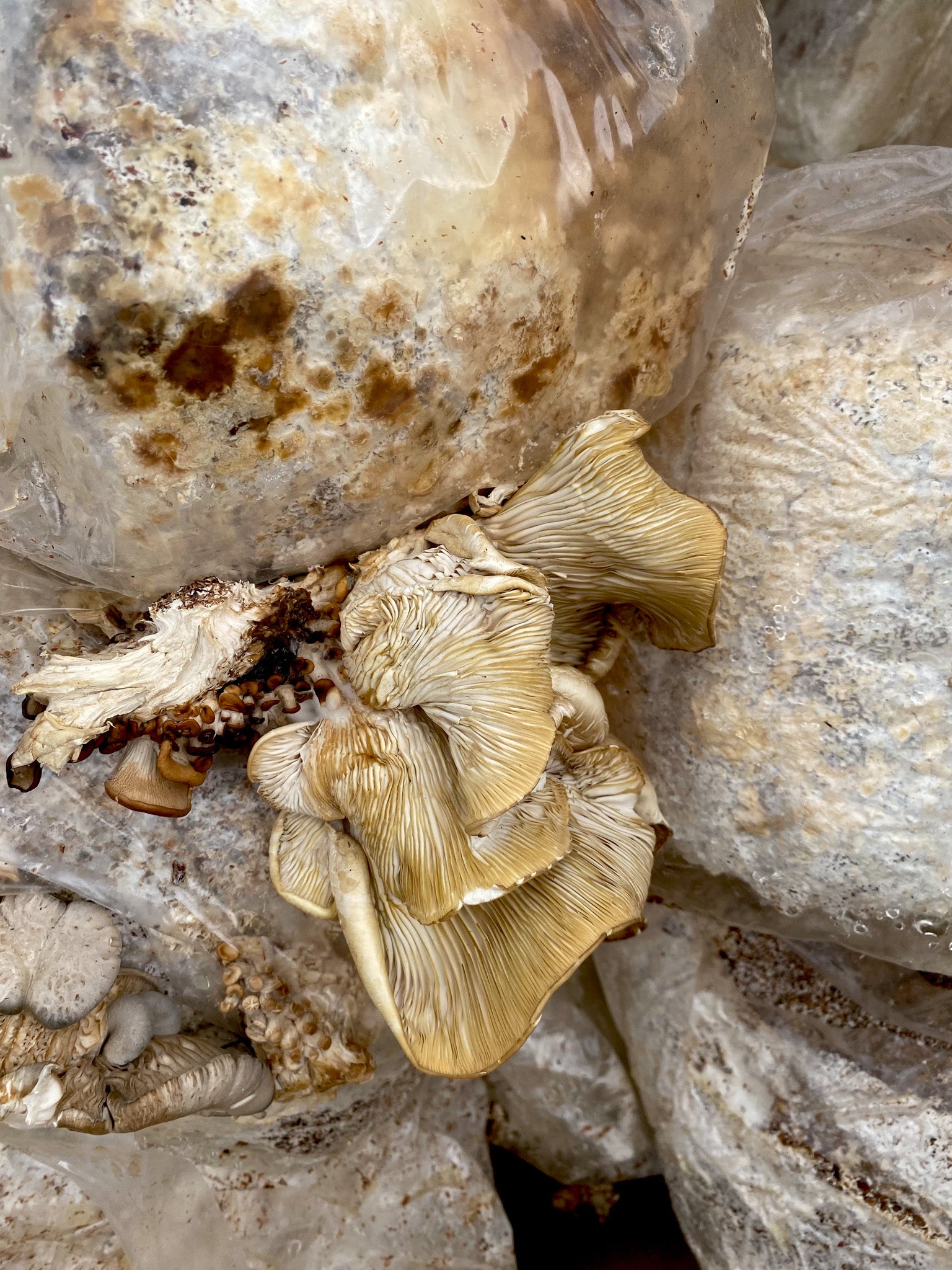 Meet the Central Texas Mycological Society!