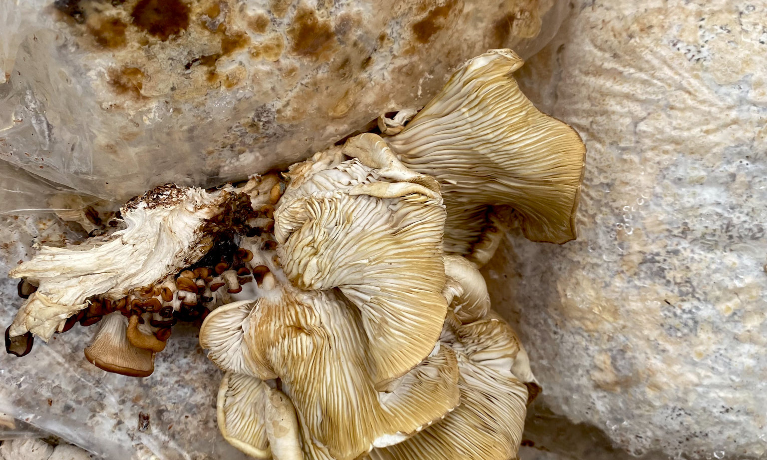Meet the Central Texas Mycological Society!