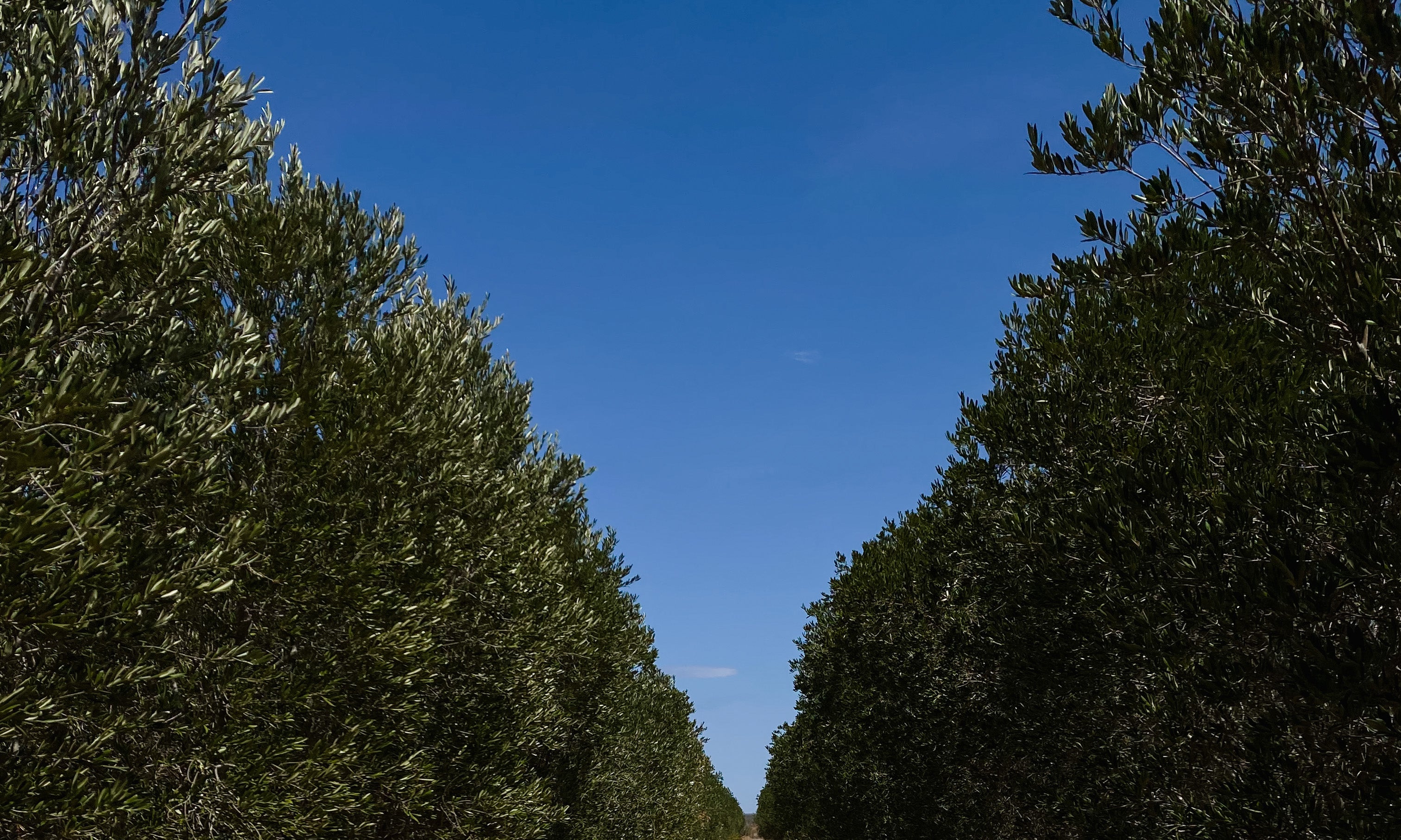 Tours At Texas Olive Ranch