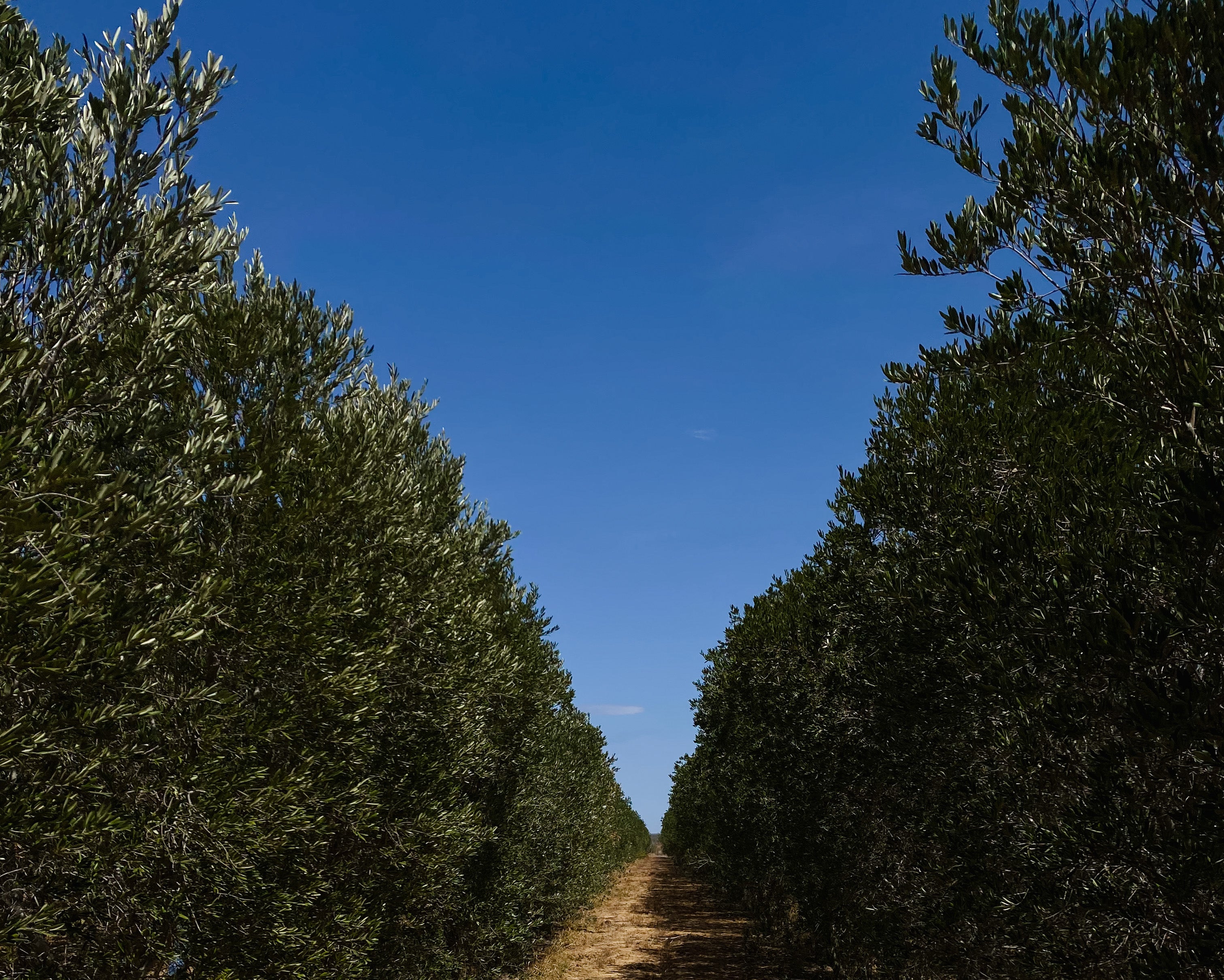 Tours At Texas Olive Ranch
