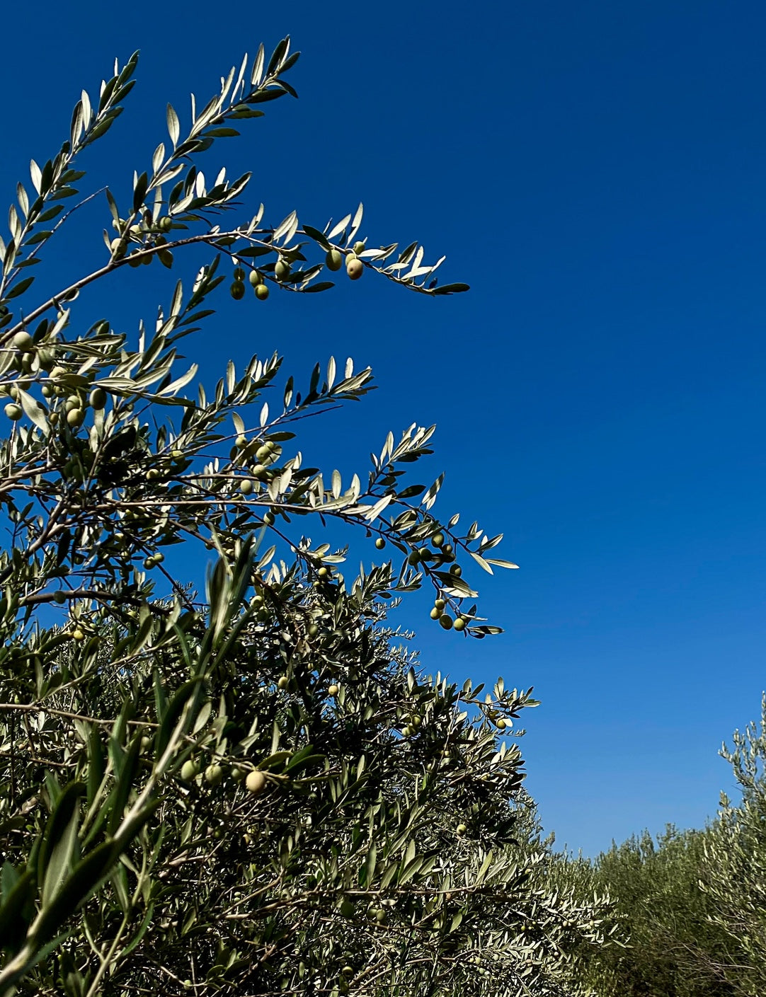 Our 2025 Harvest Report