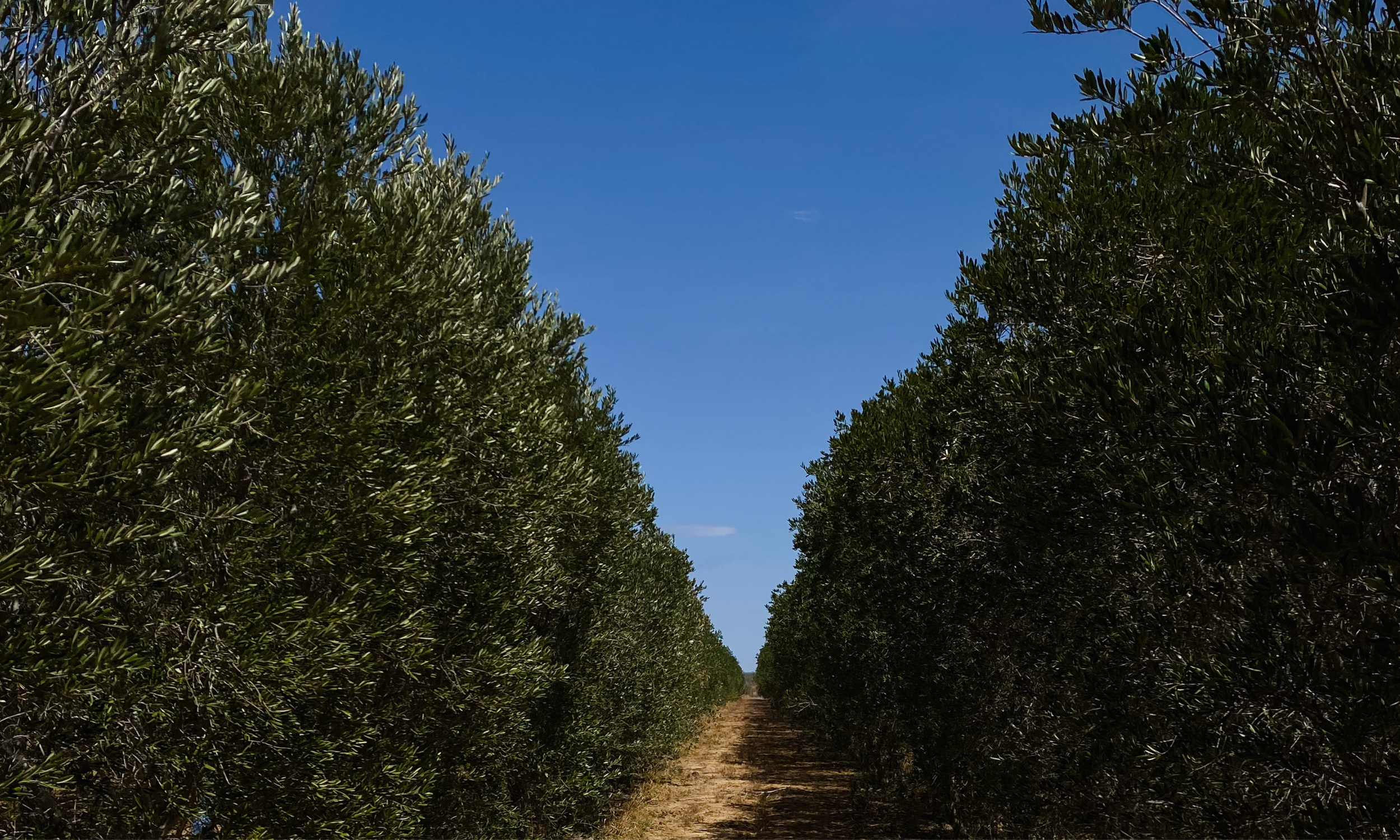 South_Texas_Ranch_-_Texas_Olive_Ranch_-_Best_Southern_Family_Farmers_-_Best_Texas_Made_Ingredients_Grown_in_the_South_USA.png