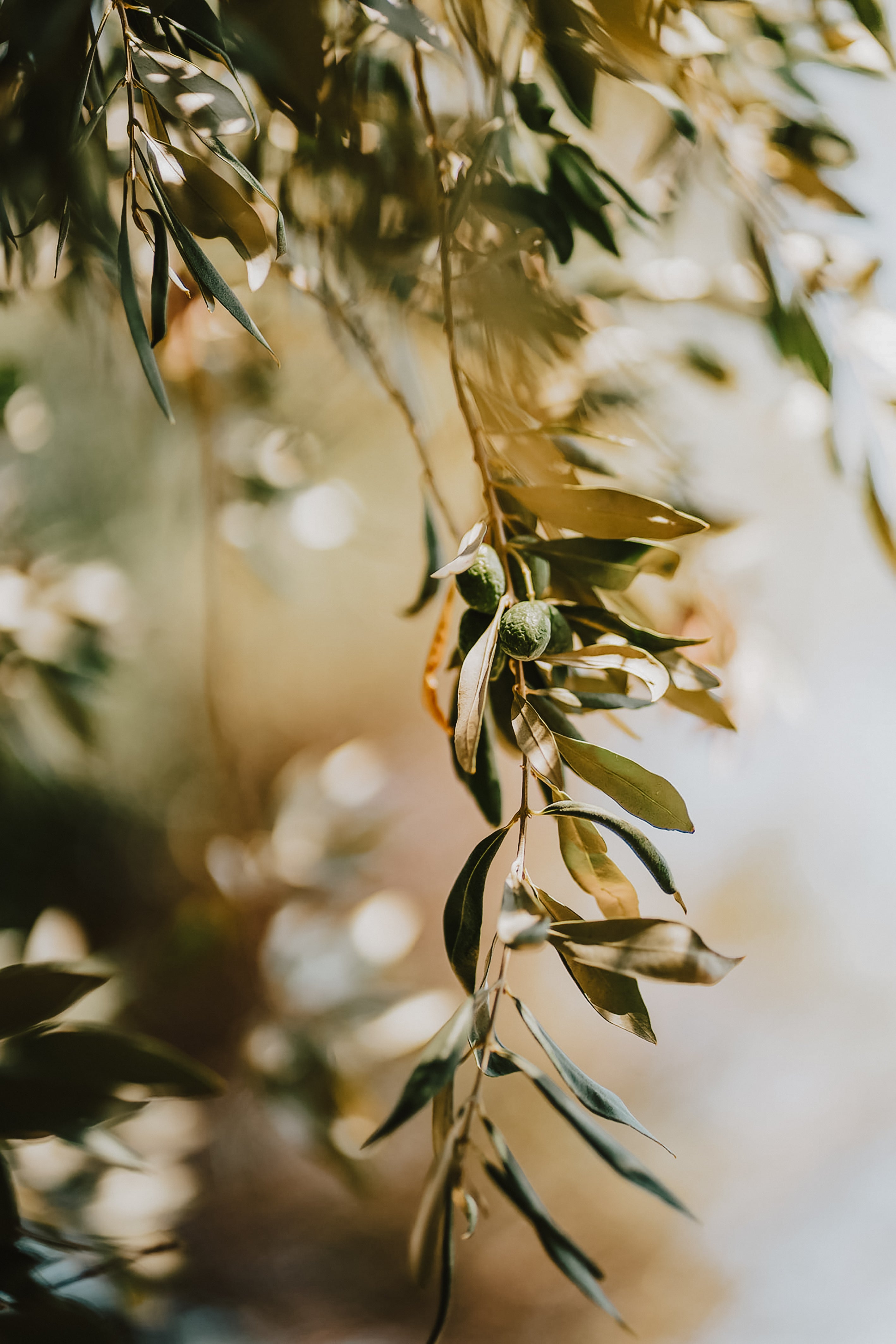 Texas_Olive_Ranch_-_A_day_in_the_life_of_olive_farmers_-_south_texas-1.jpg