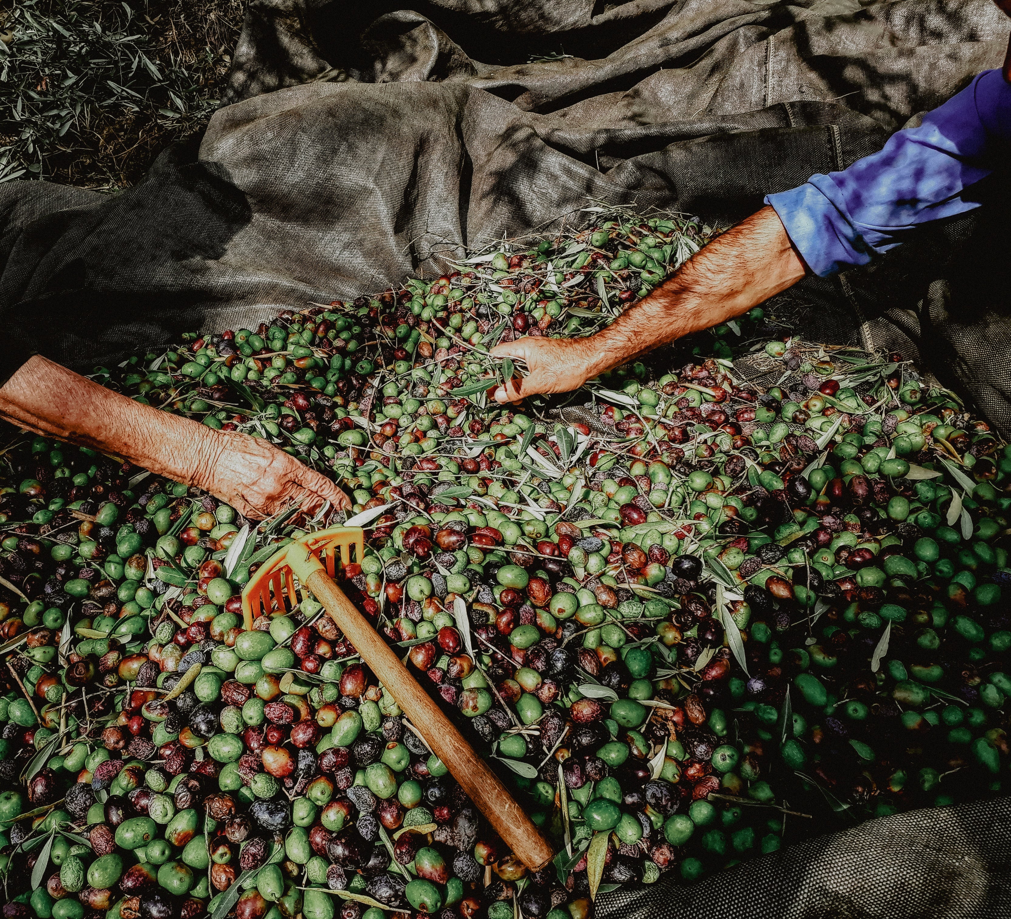 Texas Olive Ranch History & Harvest