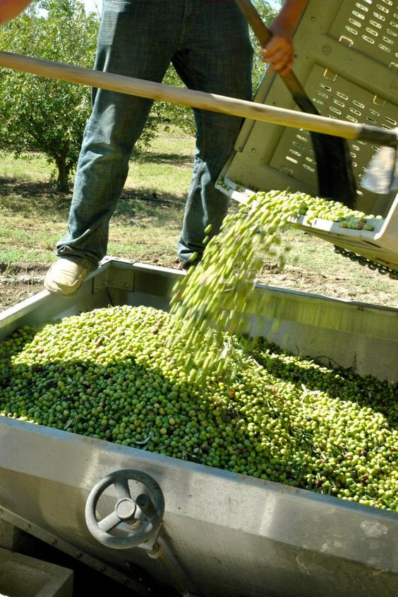 A sunny day at the olive harvest, a man standing on the edge of a sifter scooping olives out of the harvest bin.