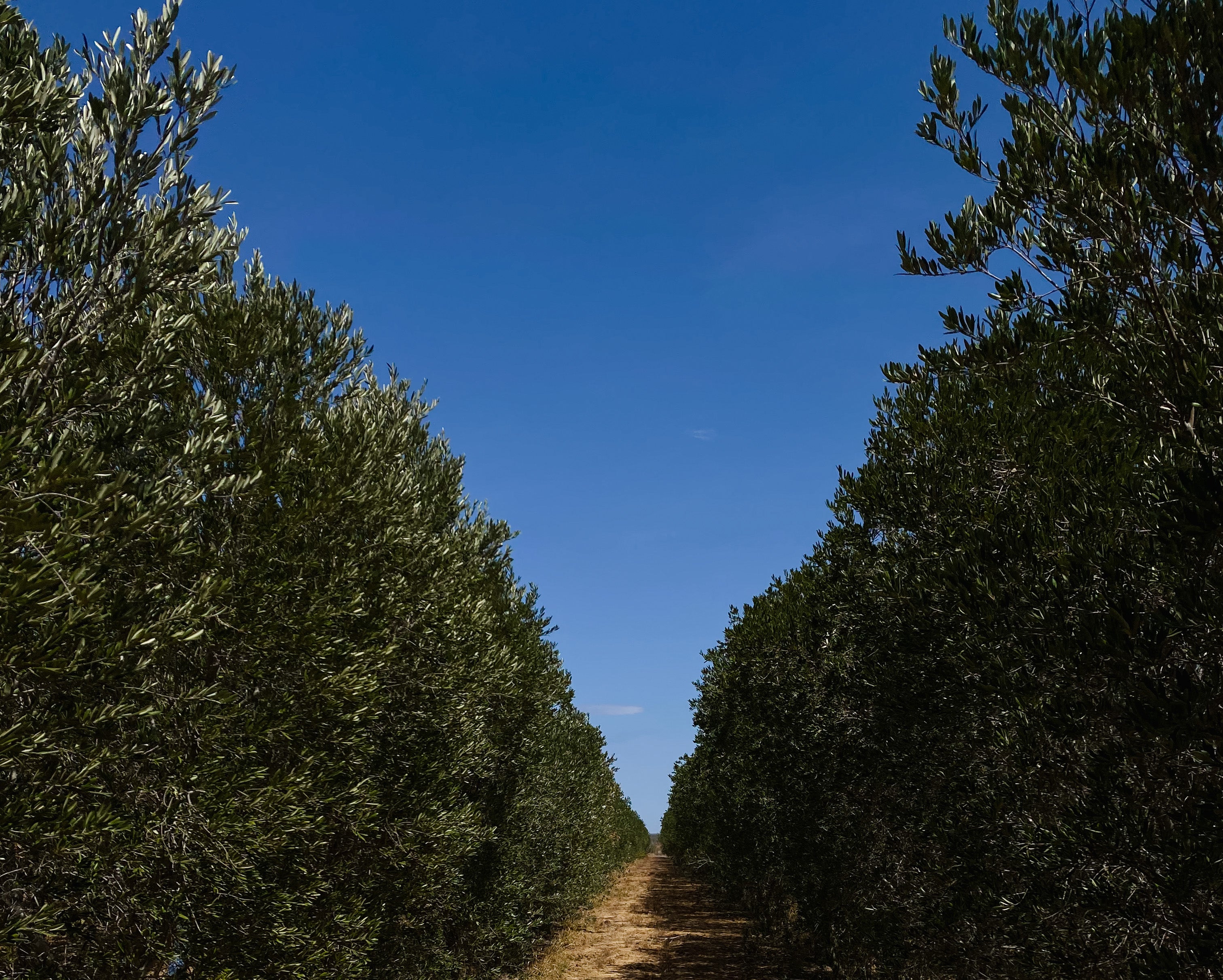 Texas_Olive_Ranch_-_South_Texas_Orchard.jpg