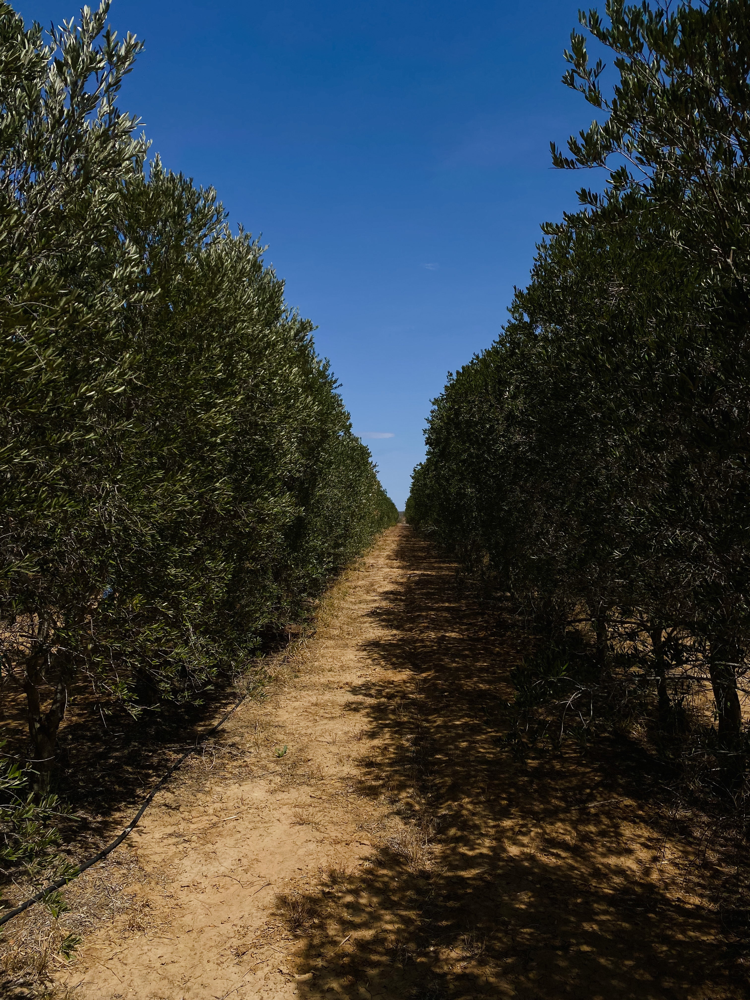 We dug our heels in and committed to eco-driven practices.