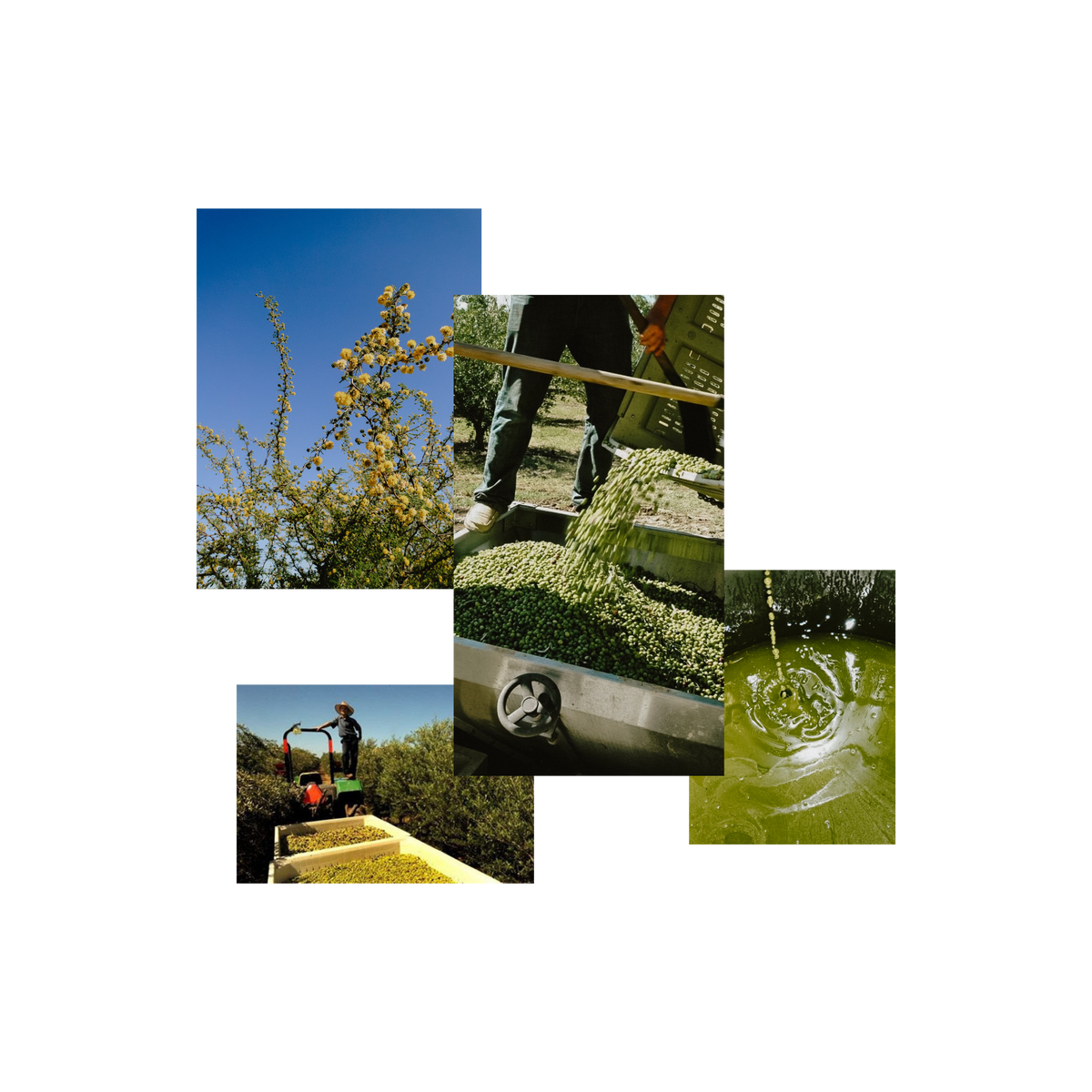 About Texas Olive Ranch