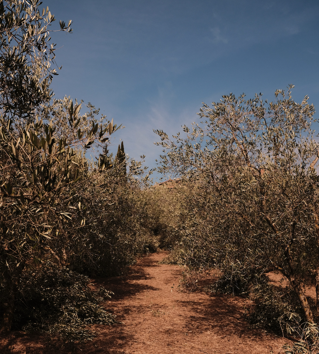 Texas_Olive_Ranch_Olive_Orchard.png