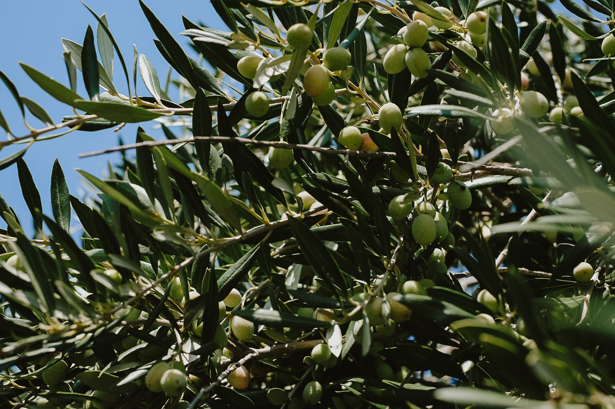 Texas_Olive_Ranch_Olive_Orchard__Arbequina.jpg