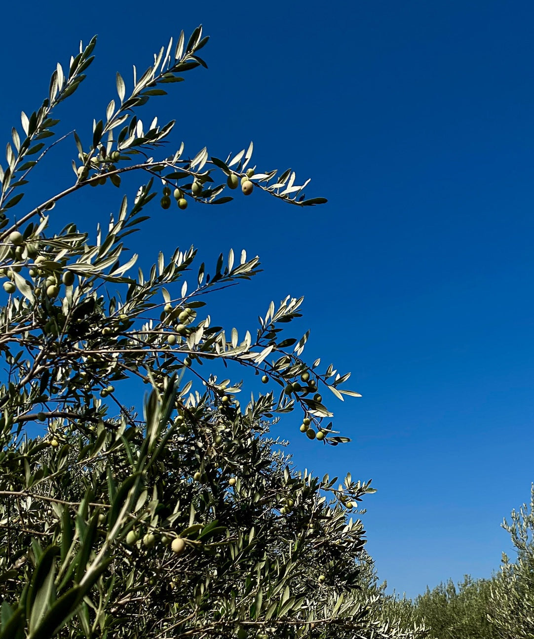 Olive tree with green olives against a clear blue sky, in the deserts beside the Rio Grande in South Texas.