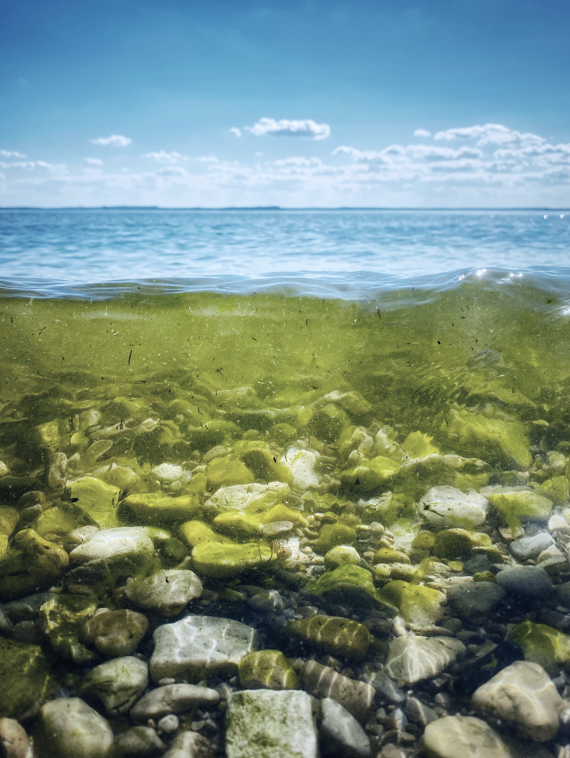 Water_Conservation_and_Clean_Water_Acts_Texas_Olive_Ranch.png