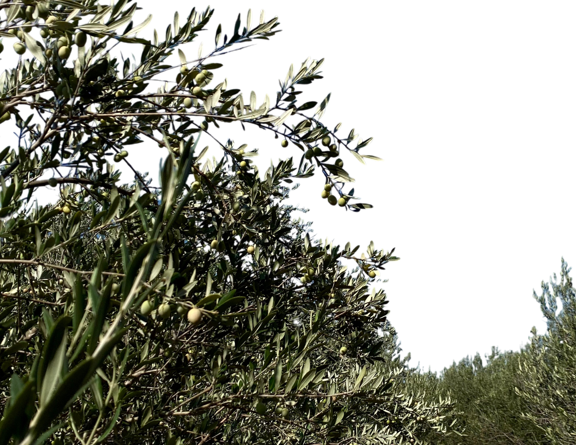 texas_olive_ranch_texas_leading_olive_orchard_1.png
